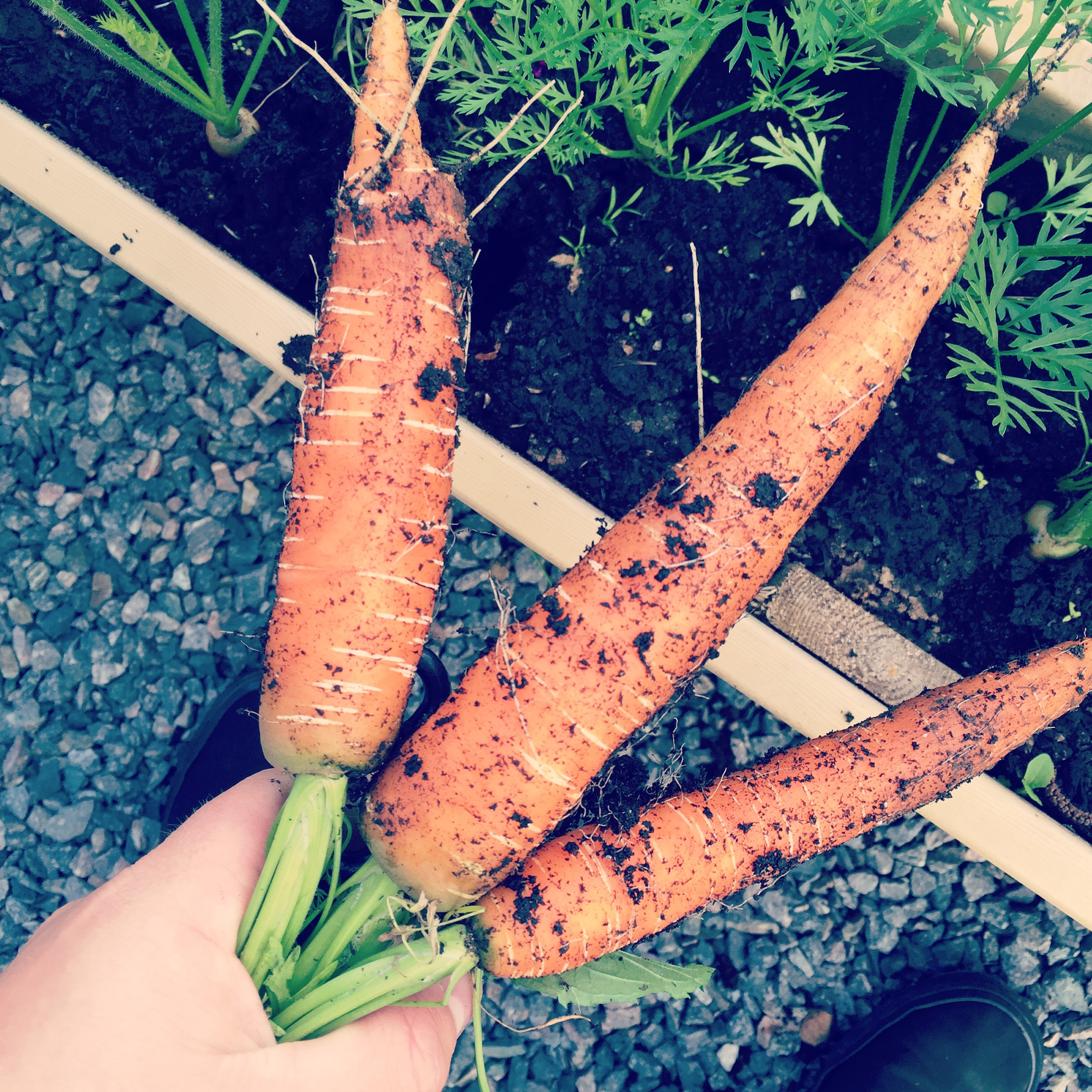 I sommer kunne vi plukke øko-gulrøtter fra blomsterkassene på verandaen!